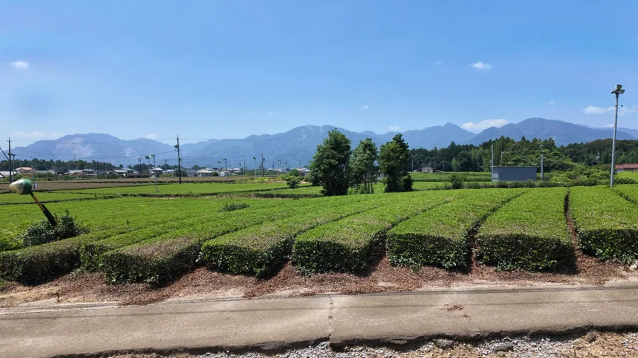 山々を望む茶畑への定期訪問